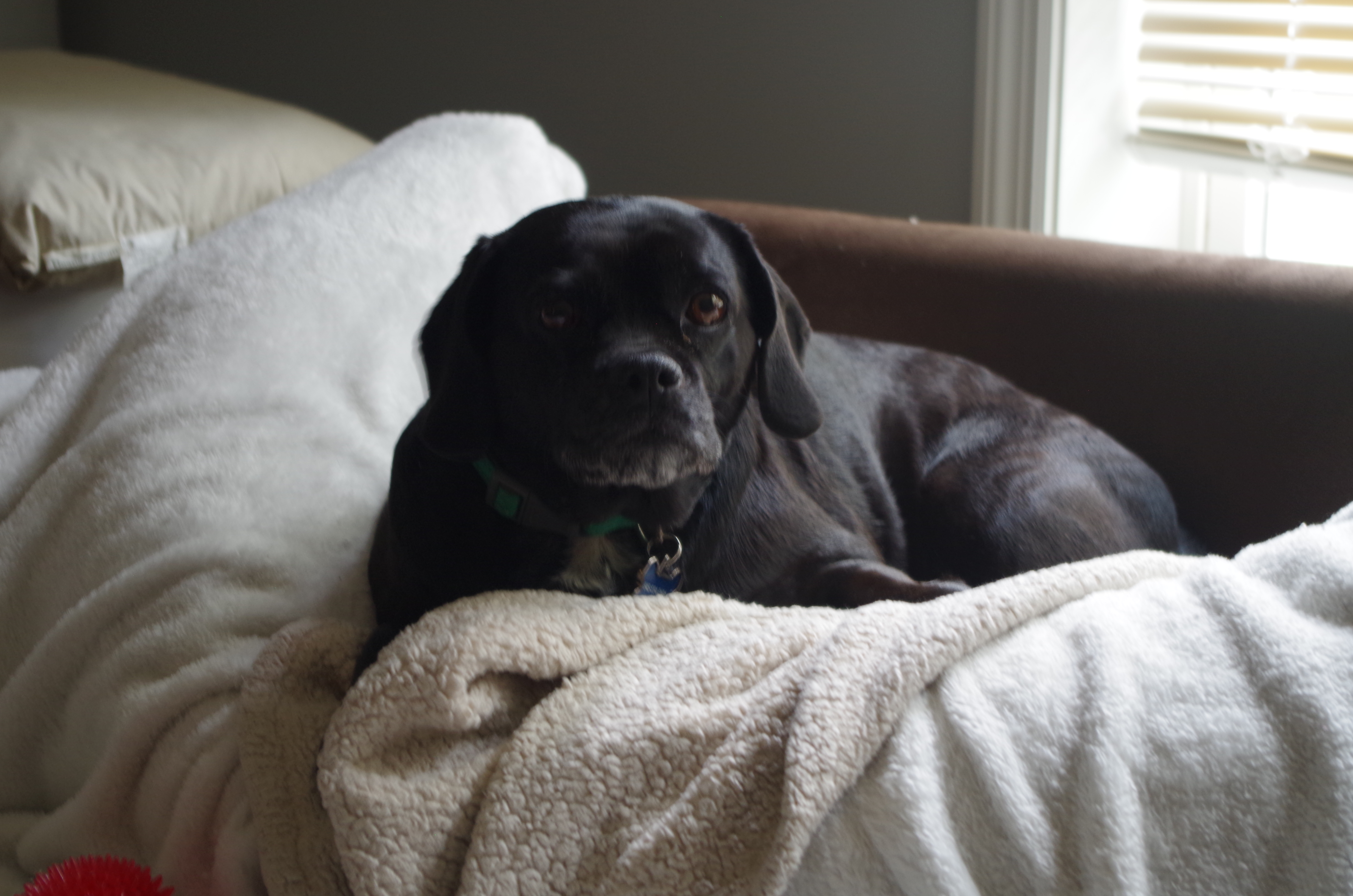 Zoey Dog in her office